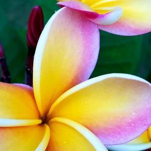 Meet your Posher, Keahi